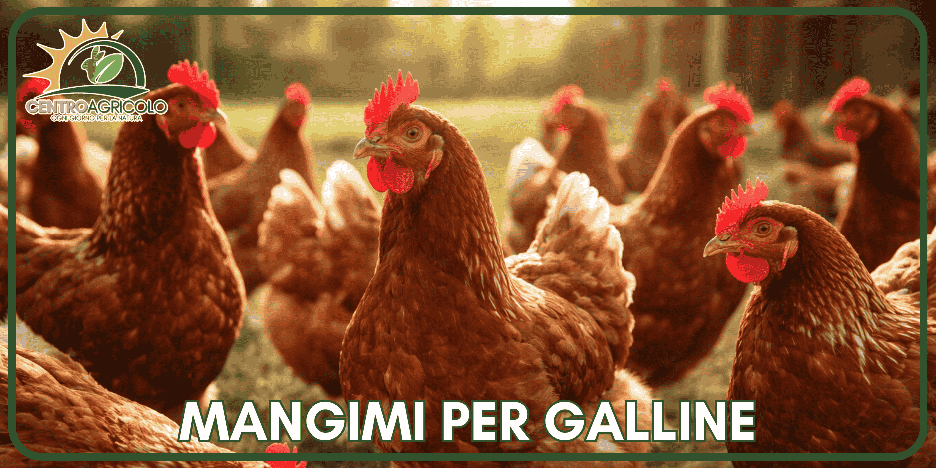 Guida Completa Ai Mangimi Per Galline: Quale Scegliere E Perchรฉ