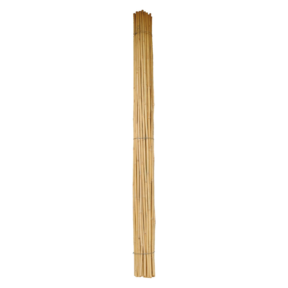 Canna Bambu