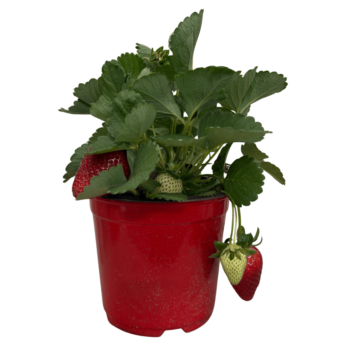 Pianta Di Fragola Grande Da Giardino Rifiorente | Produzione Continua Frutti Dolci E Profumati