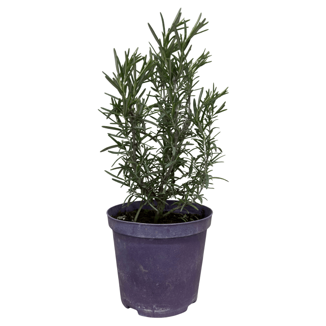 Rosmarino In Vaso 14 Cm | Pianta Aromatica Mediterranea Sempreverde Per Orto Giardino E Balcone