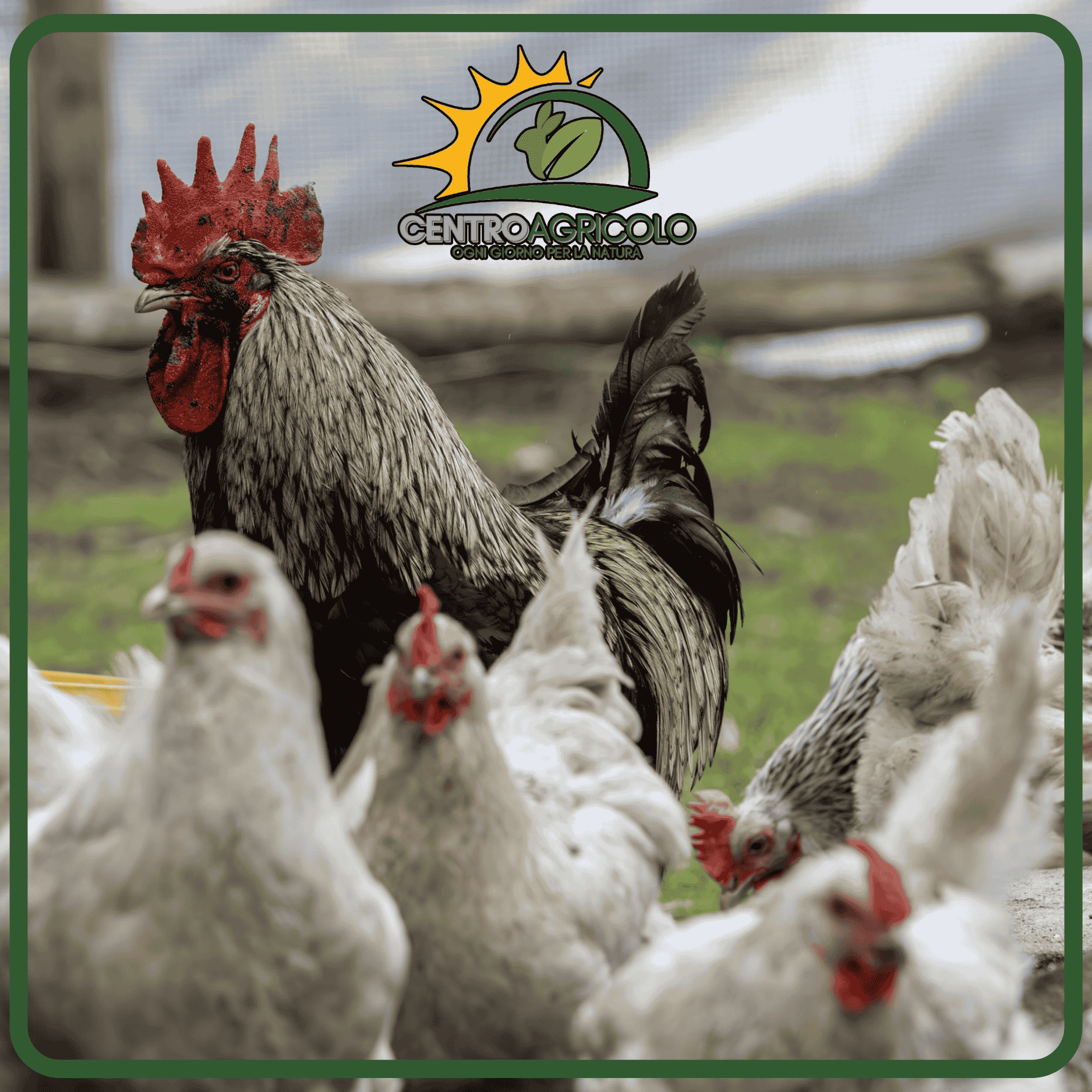 Scopri come scegliere il mangime ideale per le tue galline