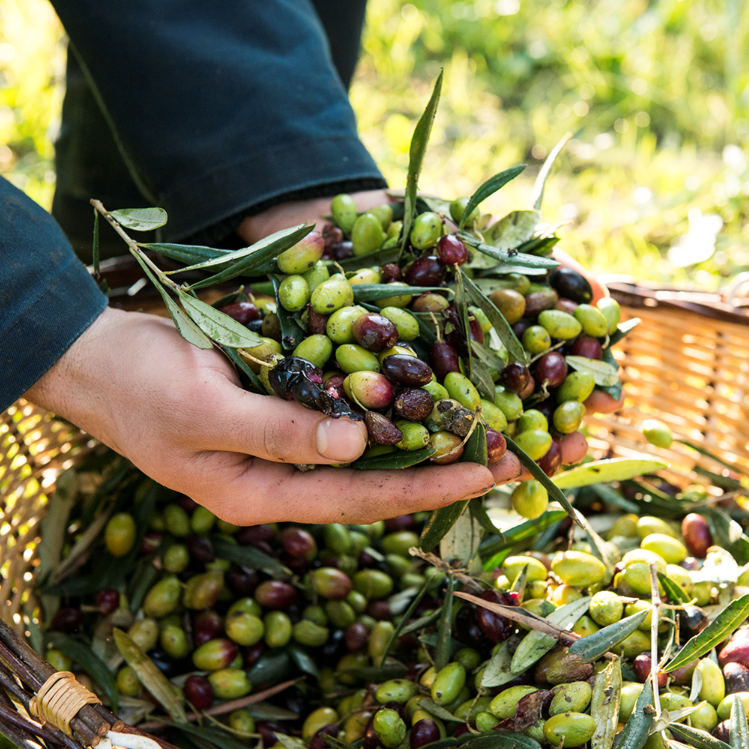 OLIO & RACCOLTA