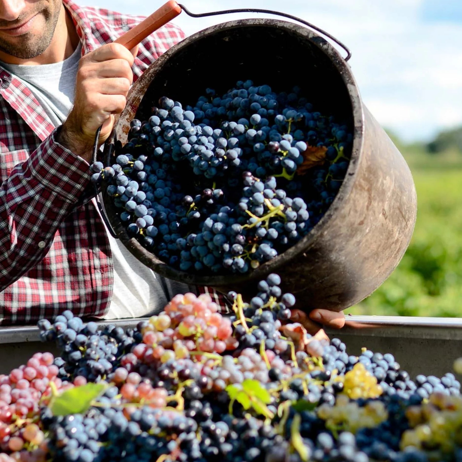 VINO E VENDEMMIA